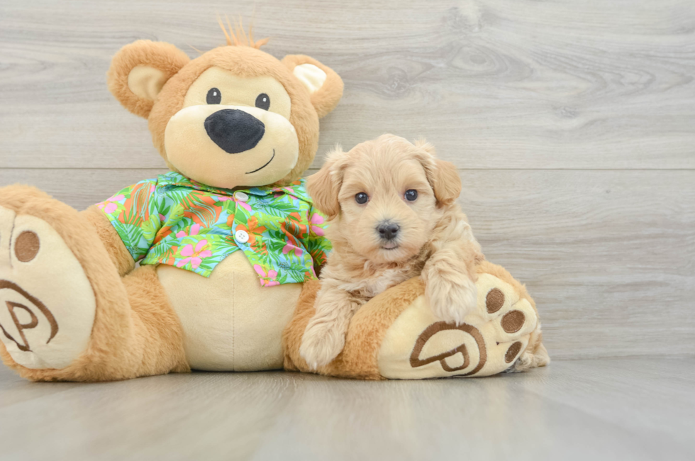 5 week old Maltipoo Puppy For Sale - Windy City Pups