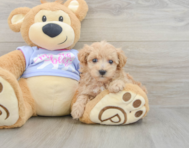 8 week old Maltipoo Puppy For Sale - Windy City Pups