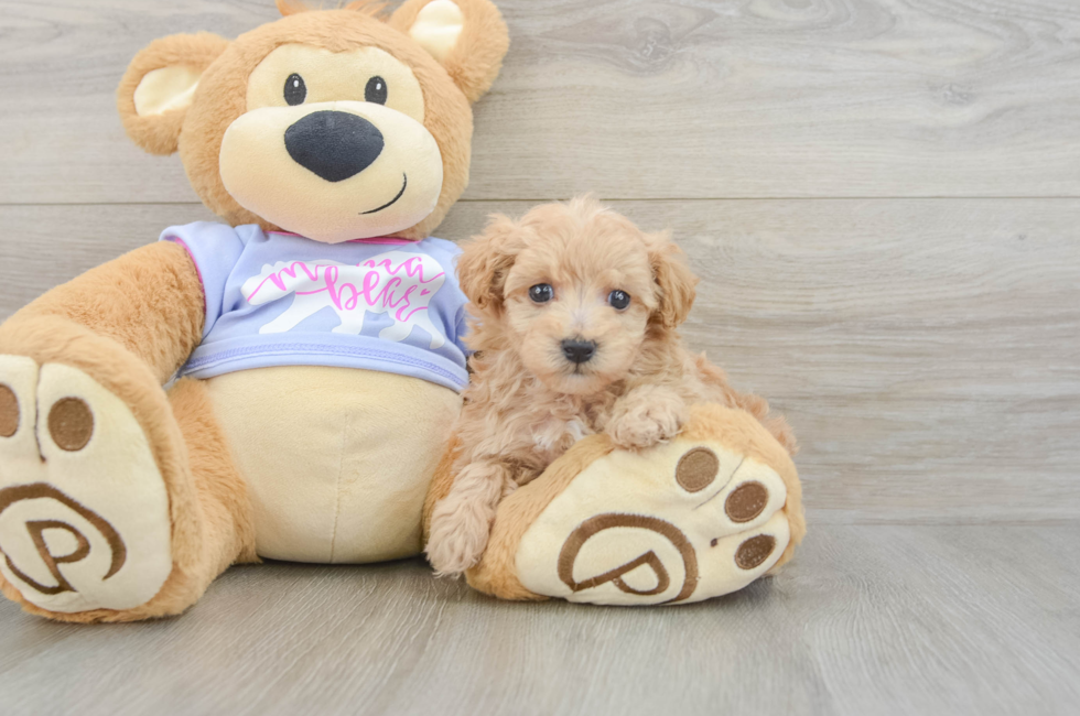 5 week old Maltipoo Puppy For Sale - Windy City Pups