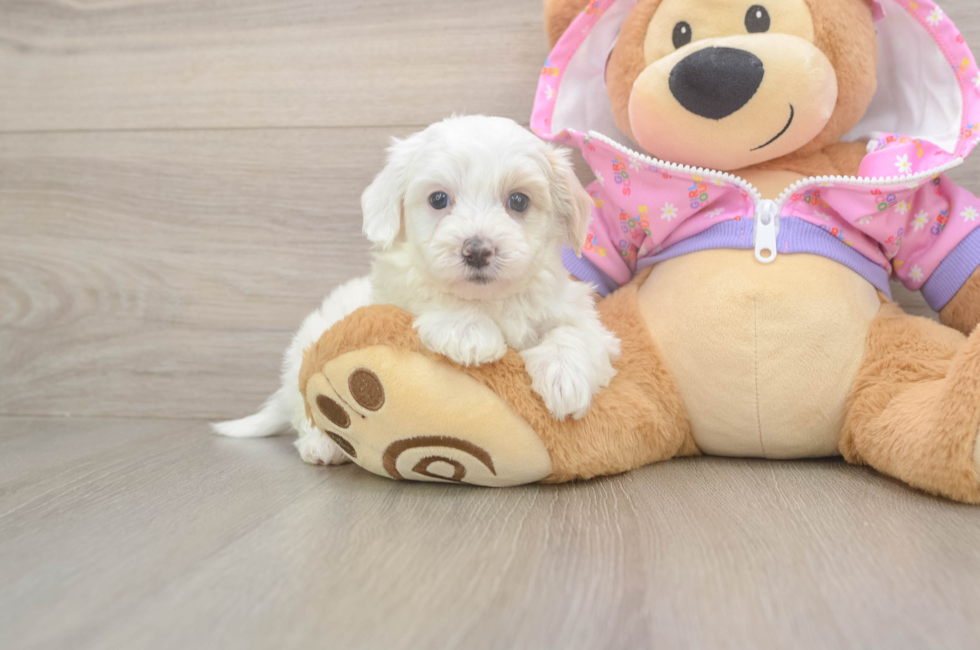 8 week old Maltipoo Puppy For Sale - Windy City Pups