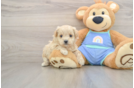 Sweet Maltipoo Baby