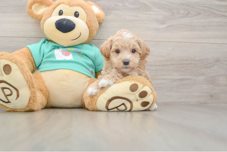 Best Maltipoo Baby