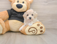 8 week old Maltipoo Puppy For Sale - Windy City Pups