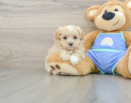 8 week old Maltipoo Puppy For Sale - Windy City Pups