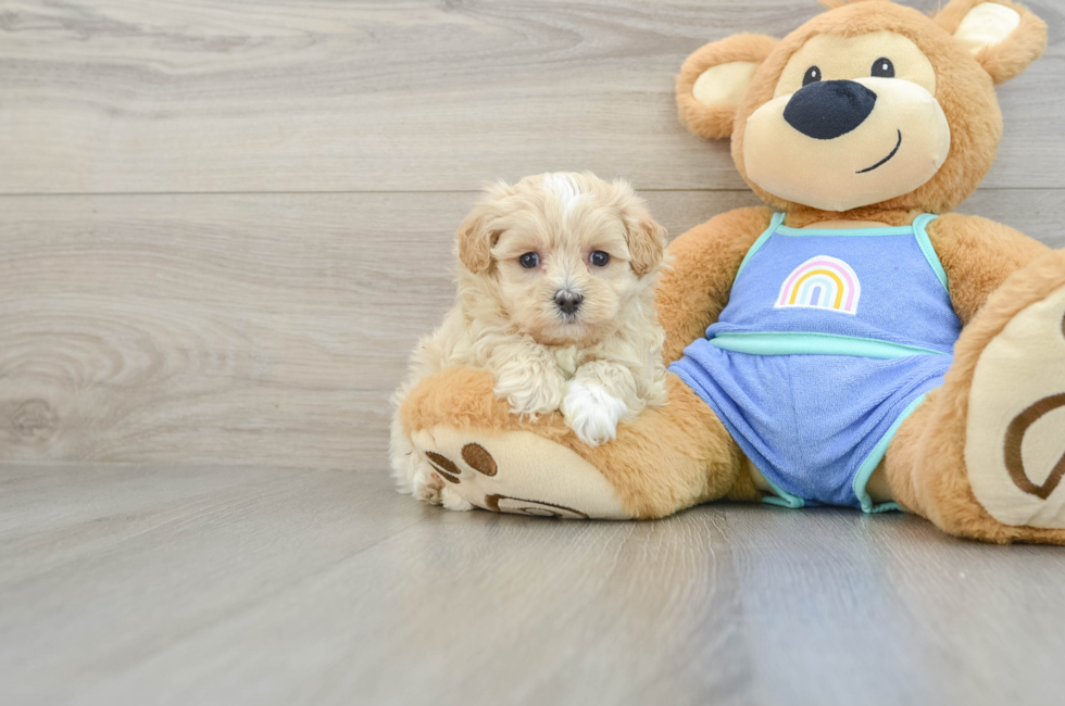 8 week old Maltipoo Puppy For Sale - Windy City Pups