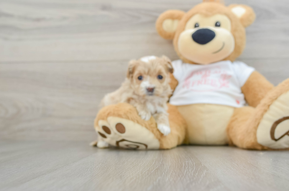 7 week old Maltipoo Puppy For Sale - Windy City Pups