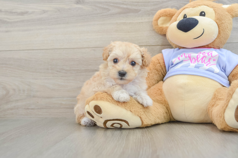 5 week old Maltipoo Puppy For Sale - Windy City Pups