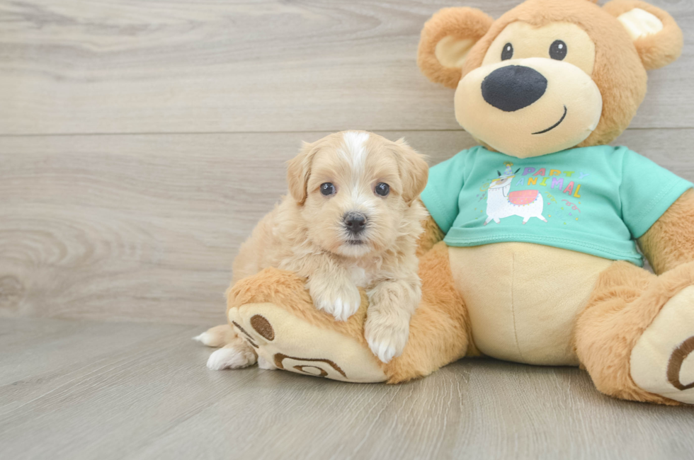 6 week old Maltipoo Puppy For Sale - Windy City Pups