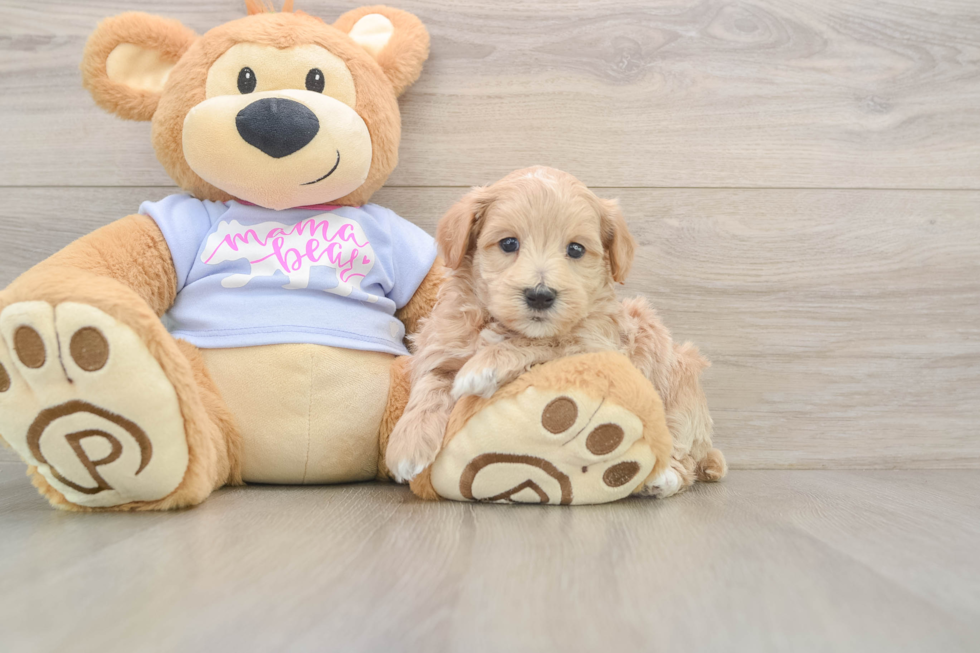 Petite Maltipoo Poodle Mix Pup