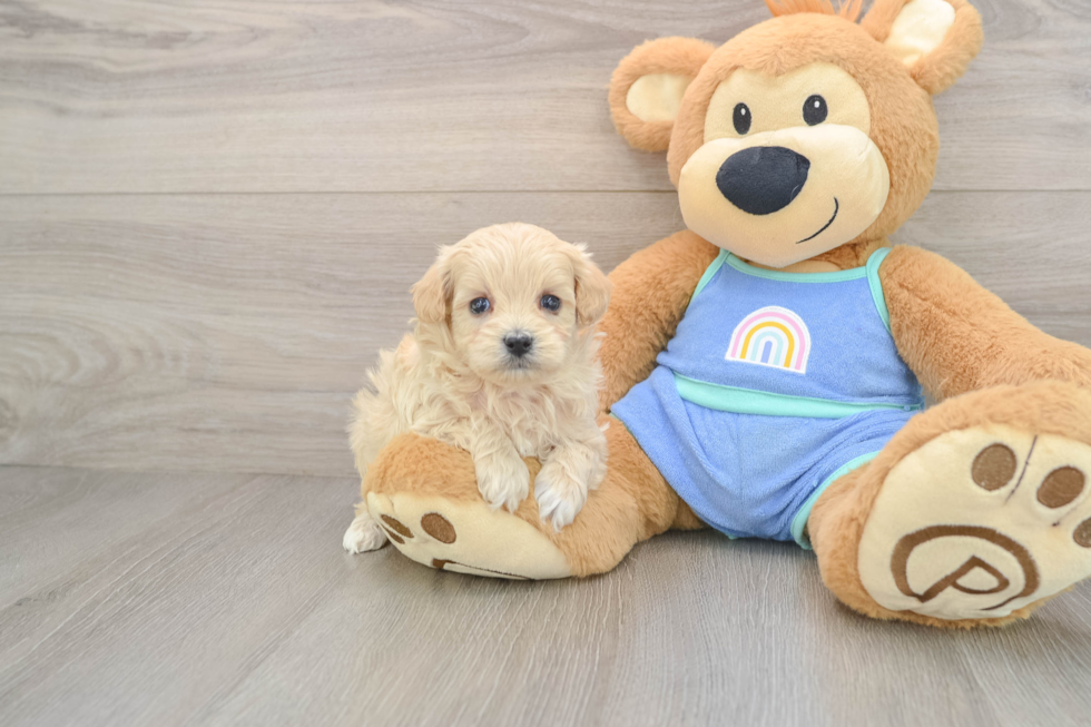 Maltipoo Pup Being Cute