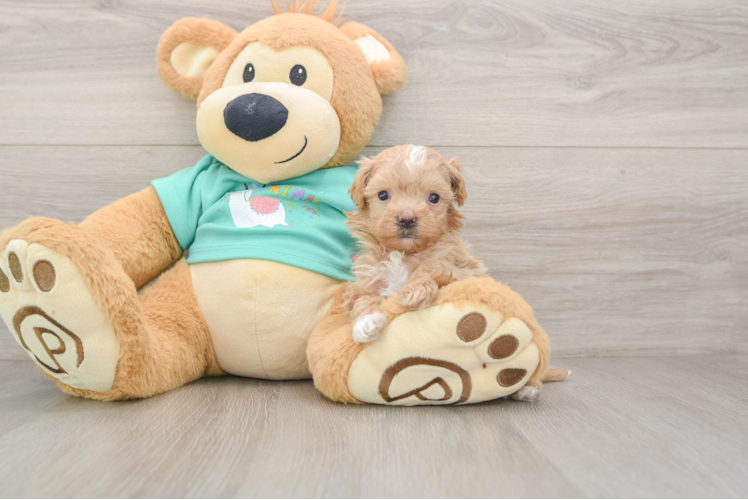 Playful Maltese Poodle Poodle Mix Puppy