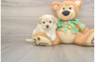 Adorable Malt Oodle Poodle Mix Puppy