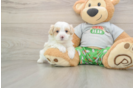 Little Multipoo Poodle Mix Puppy