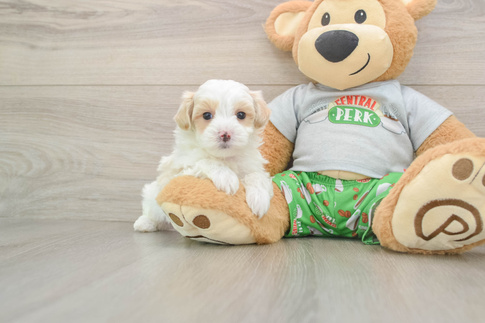 Little Multipoo Poodle Mix Puppy