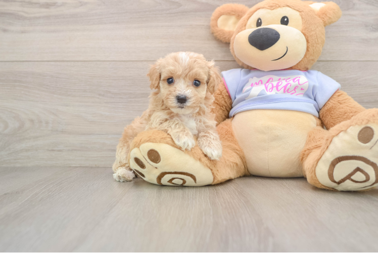 Energetic Maltepoo Poodle Mix Puppy