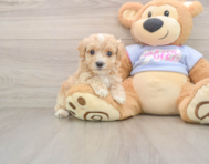 10 week old Maltipoo Puppy For Sale - Windy City Pups