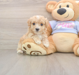 9 week old Maltipoo Puppy For Sale - Windy City Pups