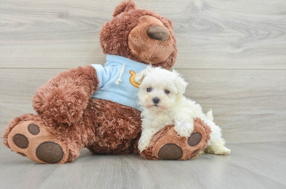 8 week old Maltipoo Puppy For Sale - Windy City Pups