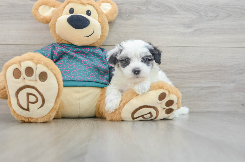 8 week old Maltipoo Puppy For Sale - Windy City Pups