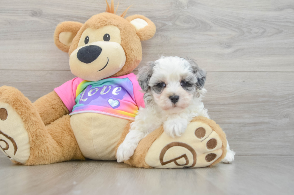 6 week old Maltipoo Puppy For Sale - Windy City Pups