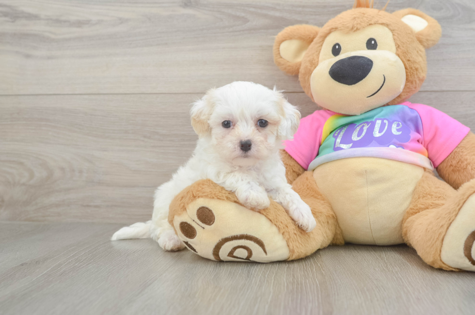 7 week old Maltipoo Puppy For Sale - Windy City Pups