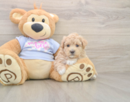 8 week old Maltipoo Puppy For Sale - Windy City Pups