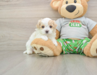 7 week old Maltipoo Puppy For Sale - Windy City Pups