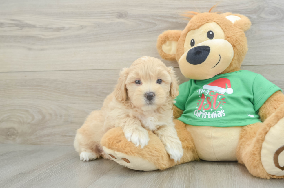 6 week old Maltipoo Puppy For Sale - Windy City Pups