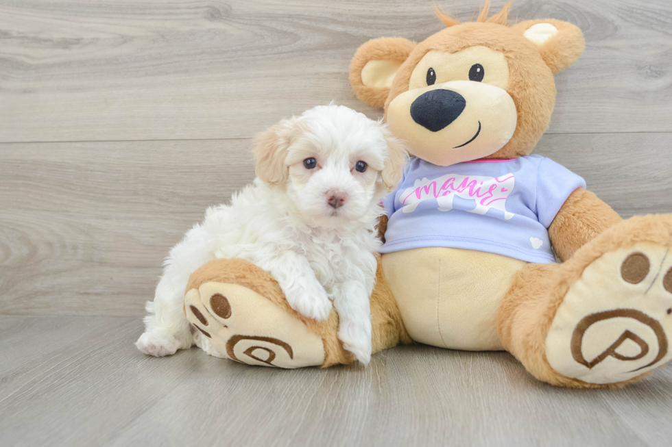 Maltipoo Pup Being Cute