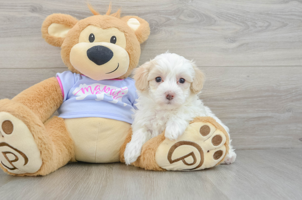 6 week old Maltipoo Puppy For Sale - Windy City Pups