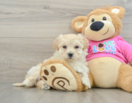 9 week old Maltipoo Puppy For Sale - Windy City Pups