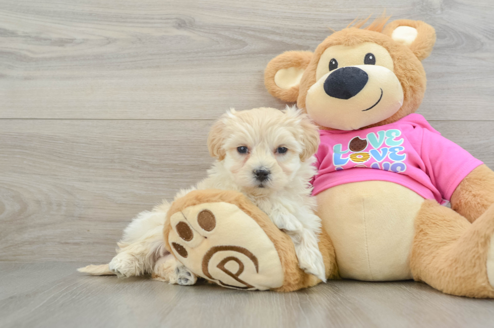 9 week old Maltipoo Puppy For Sale - Windy City Pups