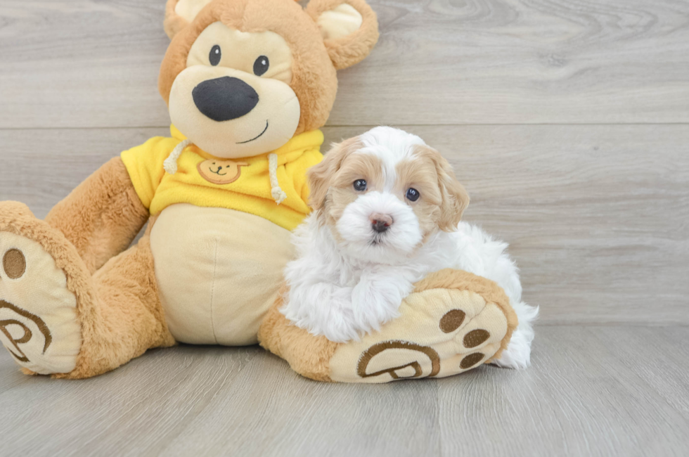 5 week old Maltipoo Puppy For Sale - Windy City Pups