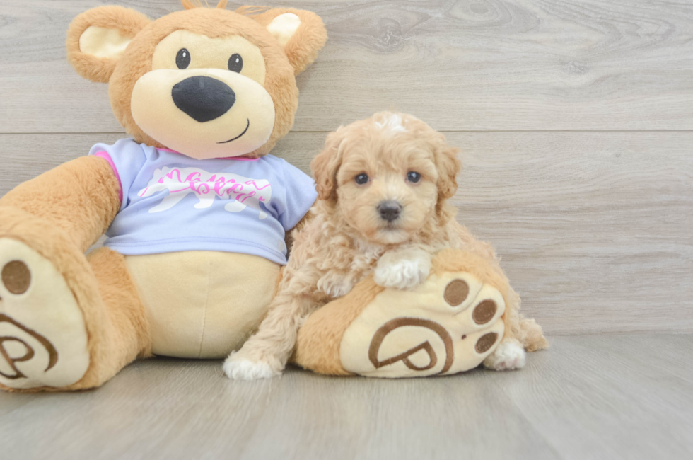 6 week old Maltipoo Puppy For Sale - Windy City Pups