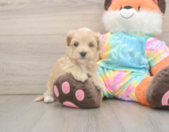 7 week old Maltipoo Puppy For Sale - Windy City Pups