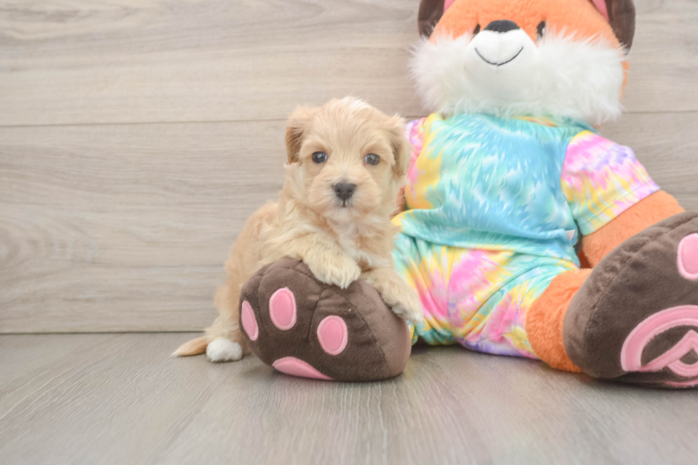Energetic Maltidoodle Poodle Mix Puppy