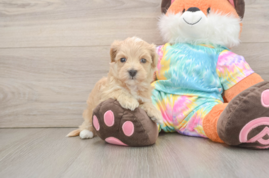 Energetic Maltidoodle Poodle Mix Puppy