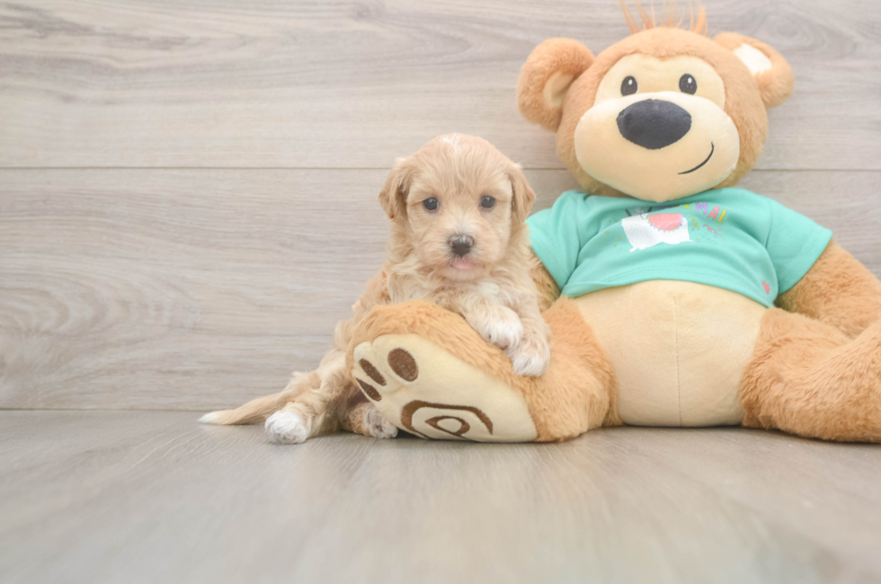 7 week old Maltipoo Puppy For Sale - Windy City Pups