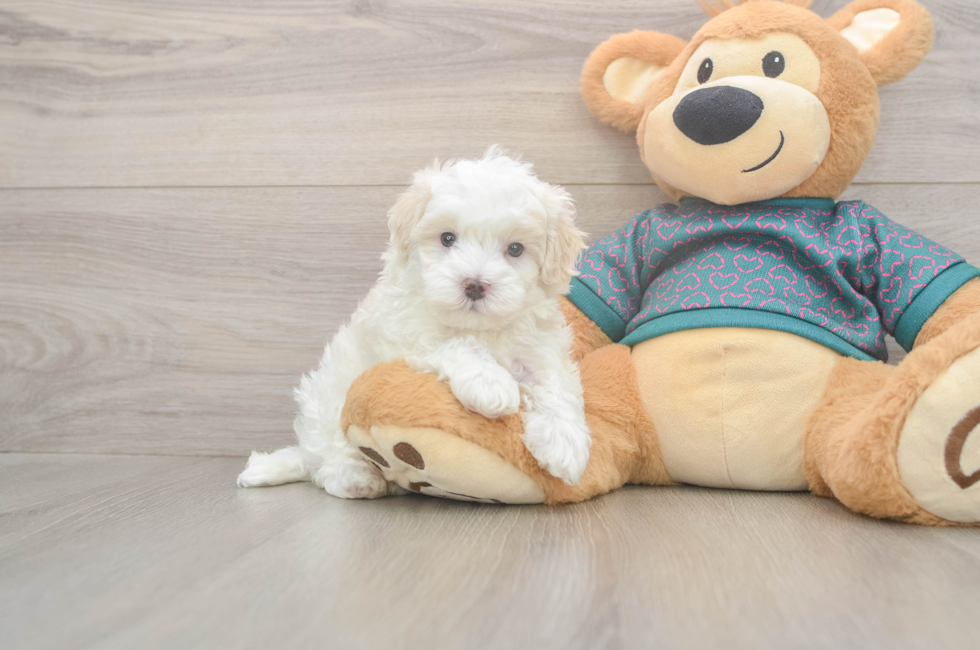 5 week old Maltipoo Puppy For Sale - Windy City Pups