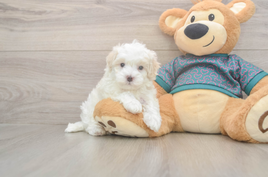 5 week old Maltipoo Puppy For Sale - Windy City Pups Friendly Maltipoo Baby