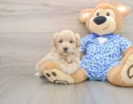 8 week old Maltipoo Puppy For Sale - Windy City Pups