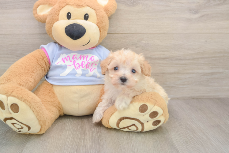 Energetic Moodle Poodle Mix Puppy