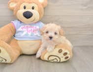 8 week old Maltipoo Puppy For Sale - Windy City Pups