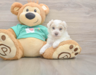 8 week old Maltipoo Puppy For Sale - Windy City Pups