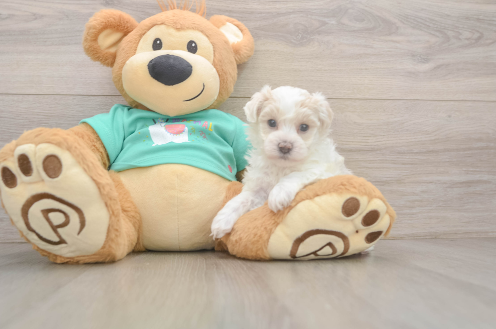 7 week old Maltipoo Puppy For Sale - Windy City Pups