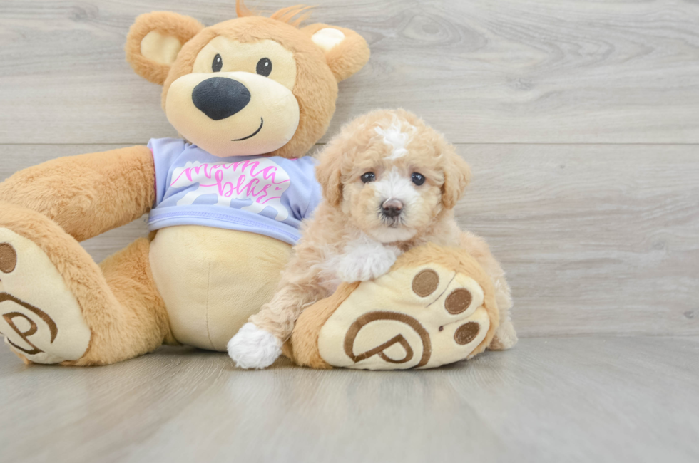 5 week old Maltipoo Puppy For Sale - Windy City Pups