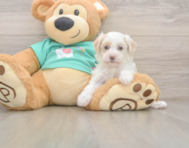 8 week old Maltipoo Puppy For Sale - Windy City Pups