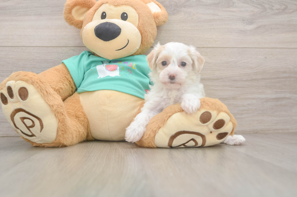 7 week old Maltipoo Puppy For Sale - Windy City Pups