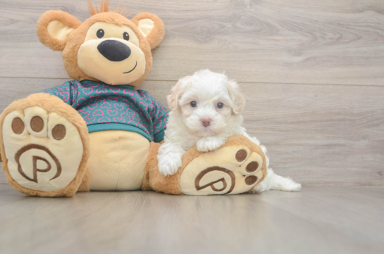 5 week old Maltipoo Puppy For Sale - Windy City Pups Fluffy Maltipoo Poodle Mix Pup