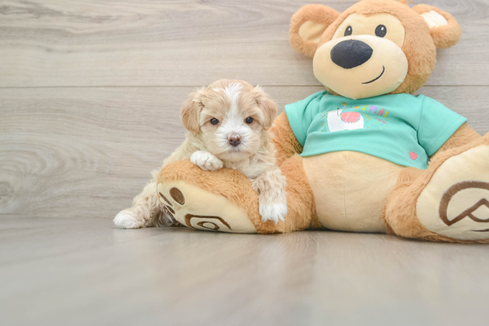 Funny Maltipoo Poodle Mix Pup